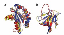 retrovirus